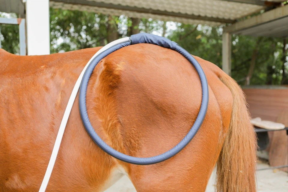 PEMF machine for equine PEMF machine for equine